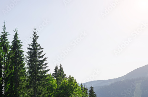A beautiful mountain landscape  the spruce tops and the blue sky  a copy of the space.