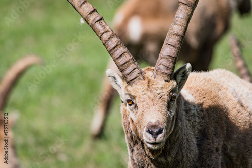 Obraz na płótnie Close up of male ibex in the spring near Pontresina