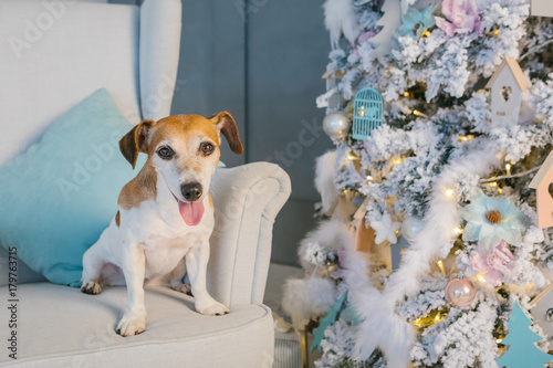 Pet loves New Years evening. Happy Christmas with dog Jack Russell terrier. Pup sitting on the chair, smiling and looking to the cam © Iryna&Maya