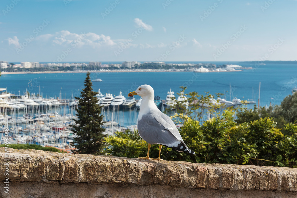 Seagull on the background of the old town Seagull on the background of the old town