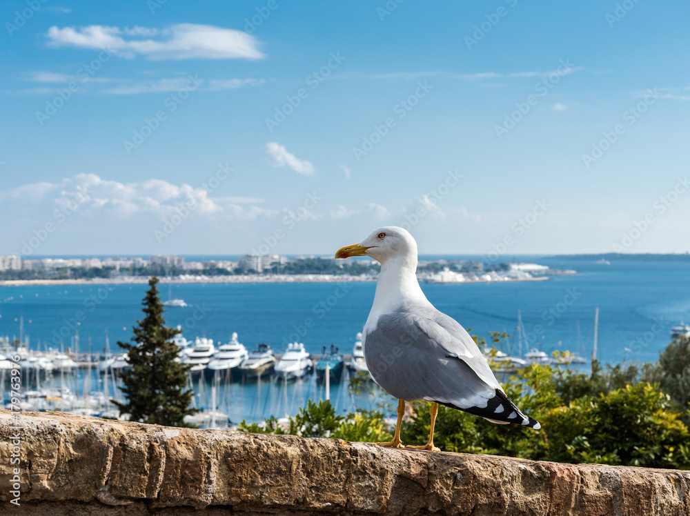 Seagull on the background of the old town Seagull on the background of the old town