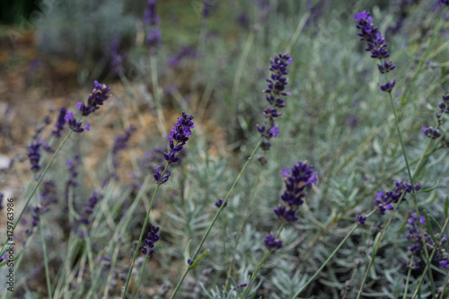 lavender herb plant lavandula angustifolia lamiaceae from europe in garden