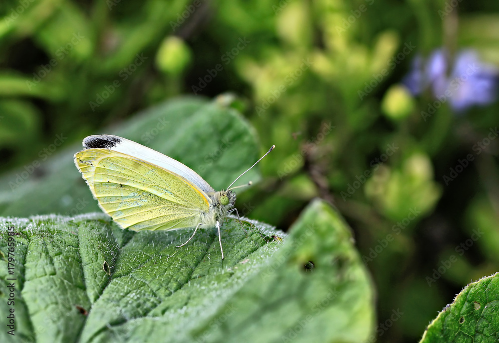 Butterfly Butterfly