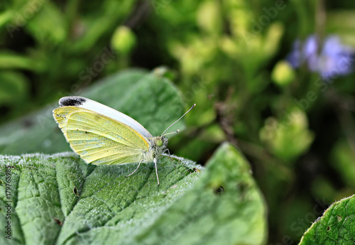 Butterfly © Bojan Bencic