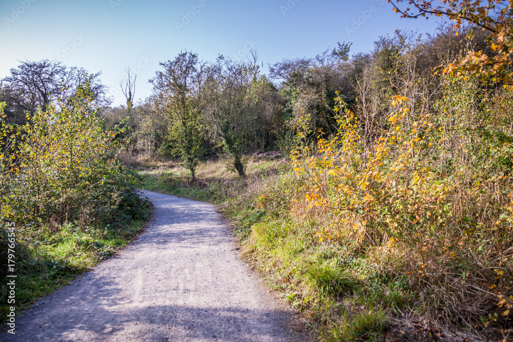 a dirt road through English countryside with autumn leaves yellow and orange with blue sky