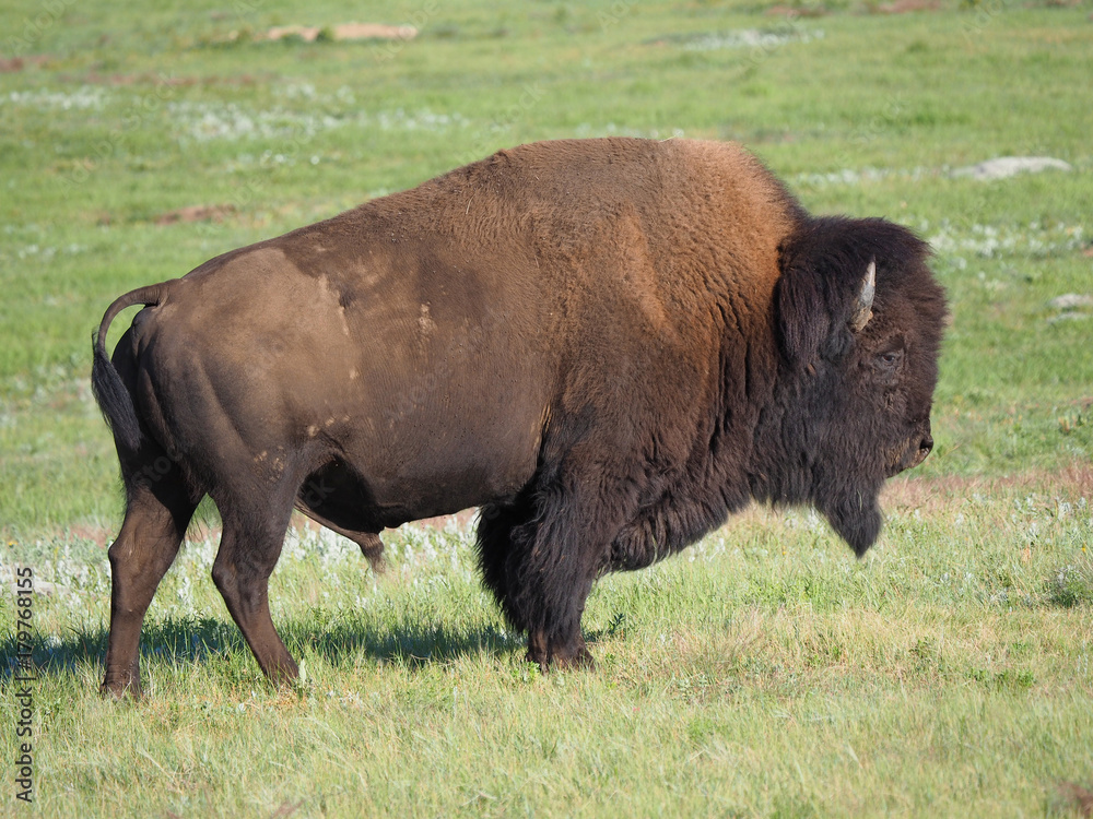 Closeup of a Large Male Buffalo or Bison,