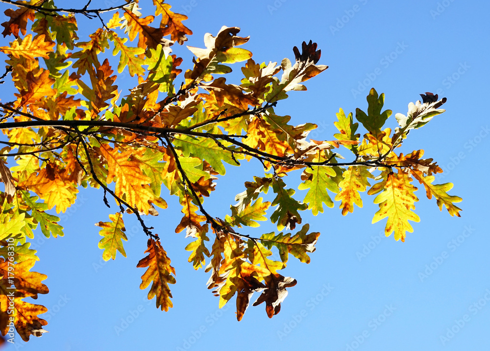 Oak branch with yellow autumn leaves, against the blue sky. Oak branch with yellow autumn leaves, against the blue sky.