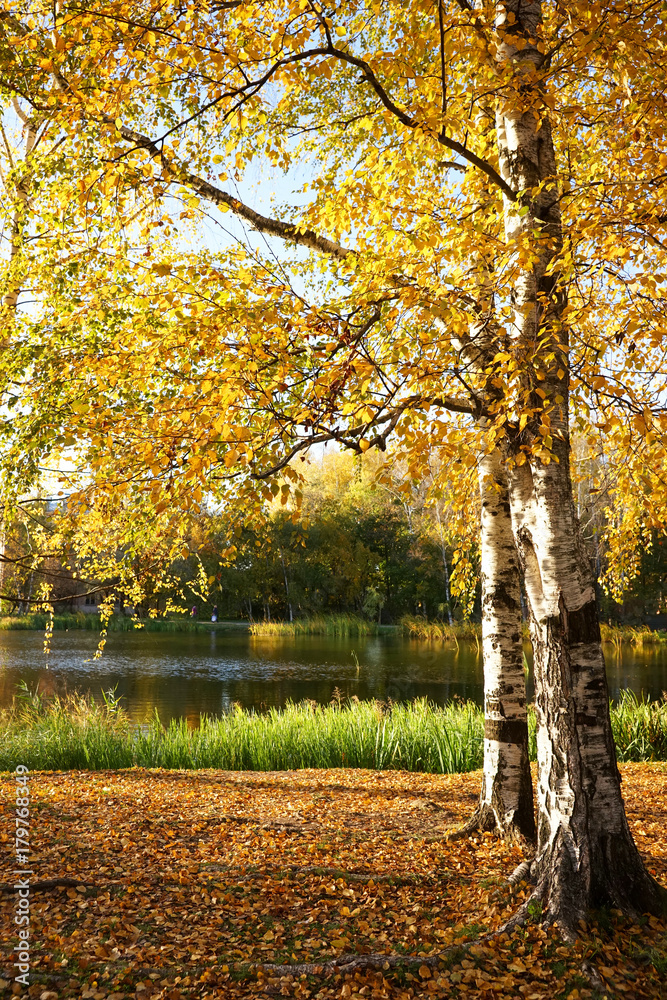 Autumn landscape, birches with yellow leaves on the shore of a forest lake.