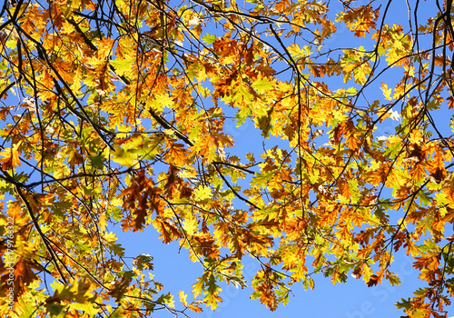 Autumn view, oak foliage against the blue sky.