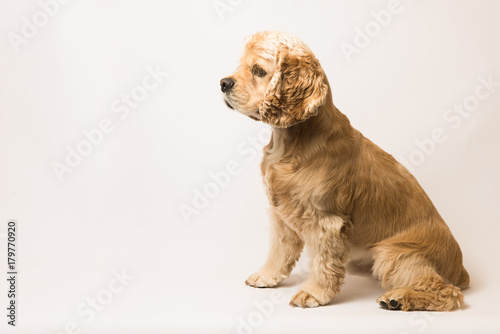 American cocker spaniel on white background. The dog sits, side view © o_lypa