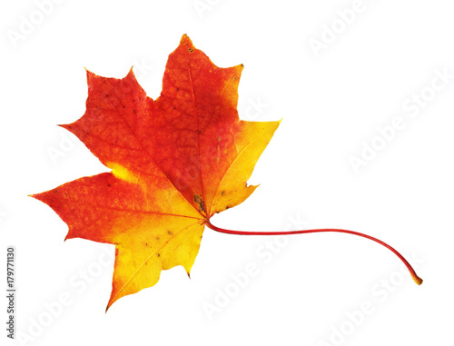 Red, yellow maple leaf on white background