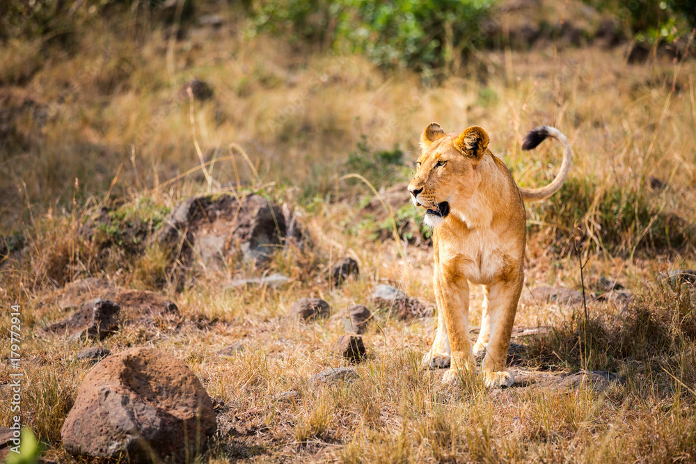 Fototapeta premium Female lion in Africa