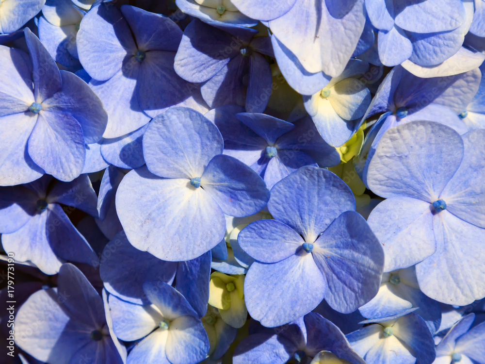 Hydrangea 1