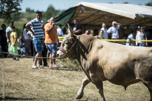 Traditioneller Stierkampf in Bosnien-Herzegowina