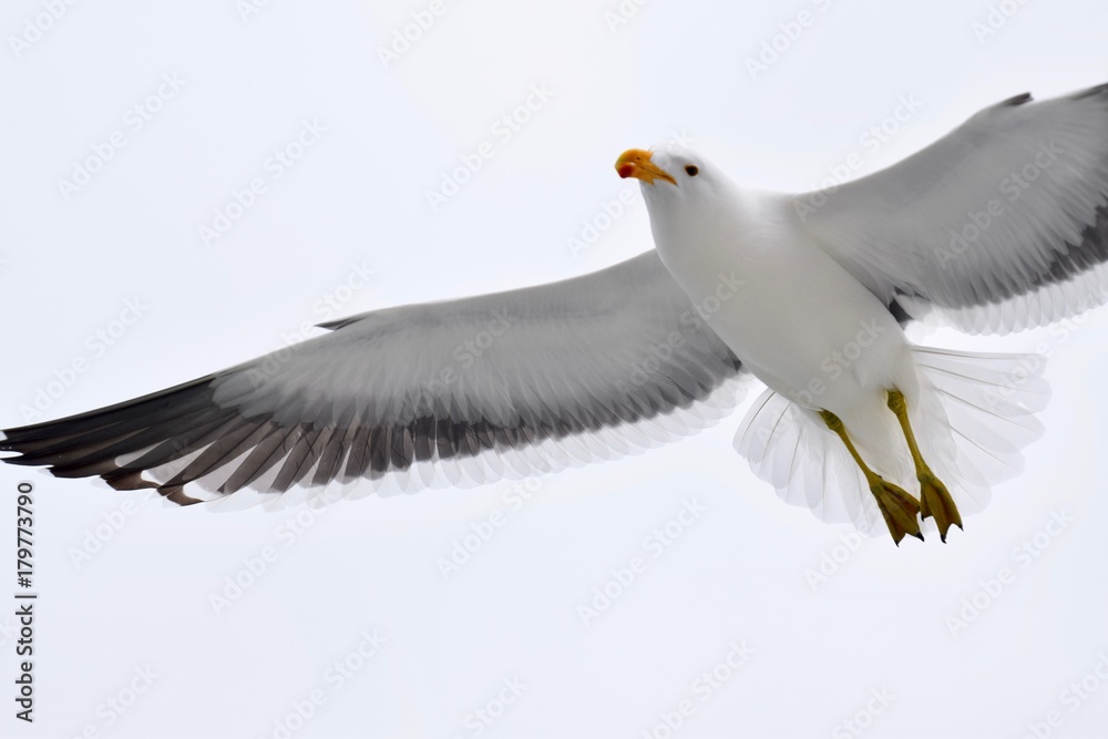 Möven - Afrika - Swakopmund Namibia