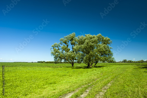 Trees on a green meadow