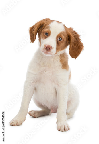 Brittany spaniel setting