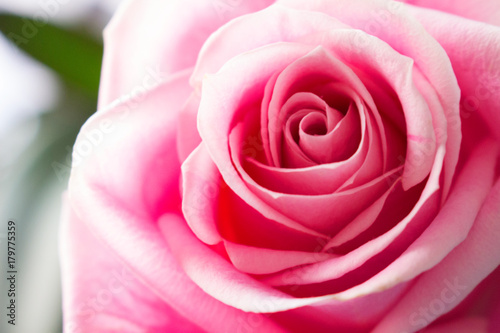 Rose. Beautiful pink rose. Summer design. Macro.