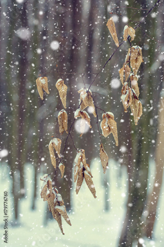Photo of the dry leaves in the forest in winter with falling snow