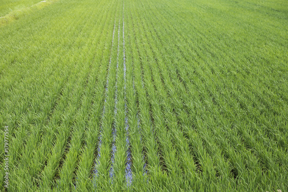 closeup rice fields, young growing rice background, farm and agriculture concept closeup rice fields, young growing rice background, farm and agriculture concept