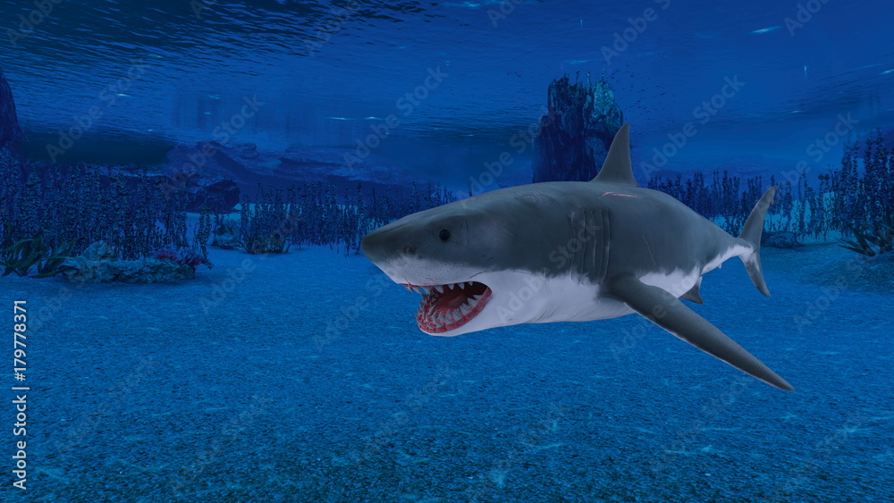 Fototapeta premium サメ