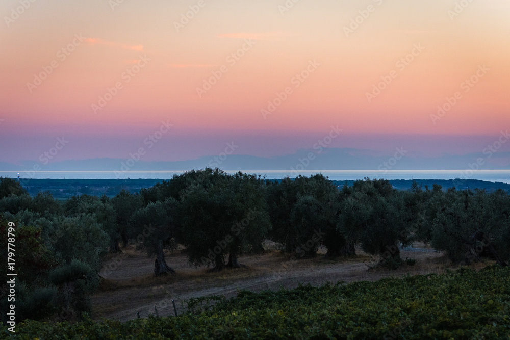olive grove in the evening