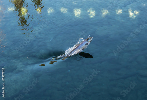 Salmon jumping in clear river