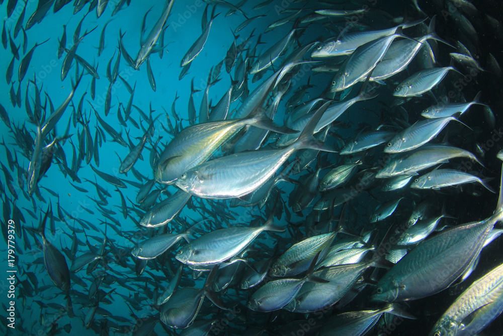 Obraz premium Tuna fish underwater in ocean