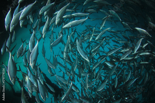 Tuna fish underwater in ocean