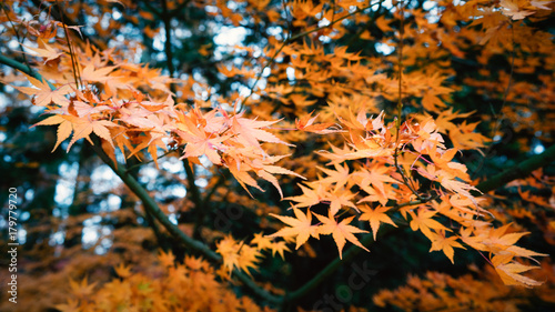 Selective focus of beautiful autumn leaves in Japan