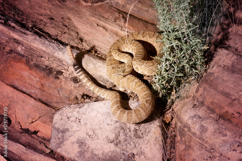 Crotalus molossus is a venomous pit viper species found in the southwestern United States and Mexico. Common names: black-tailed rattlesnake, green rattler, Northern black-tailed rattlesnake. photo