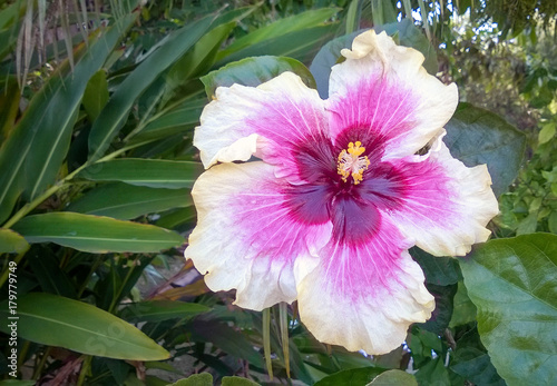 Bicolor Hibiscus photo