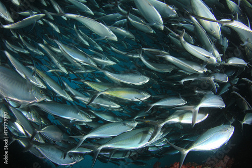 Tuna fish underwater in ocean