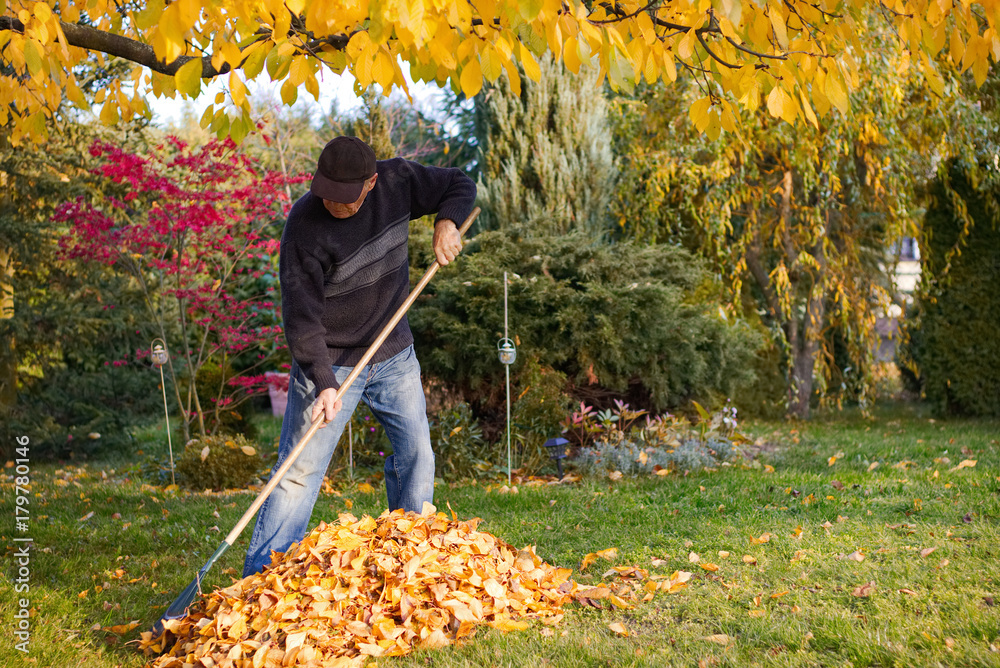 Ταπετσαρία man raking fallen leaves in the garden, senior man gardening during autumn seaso