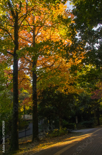 秋・夕方の小道と紅葉するタイワンフウ