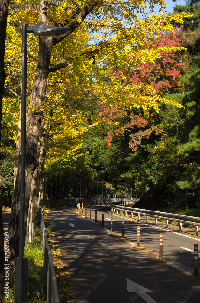 秋のイチョウ並木と道路