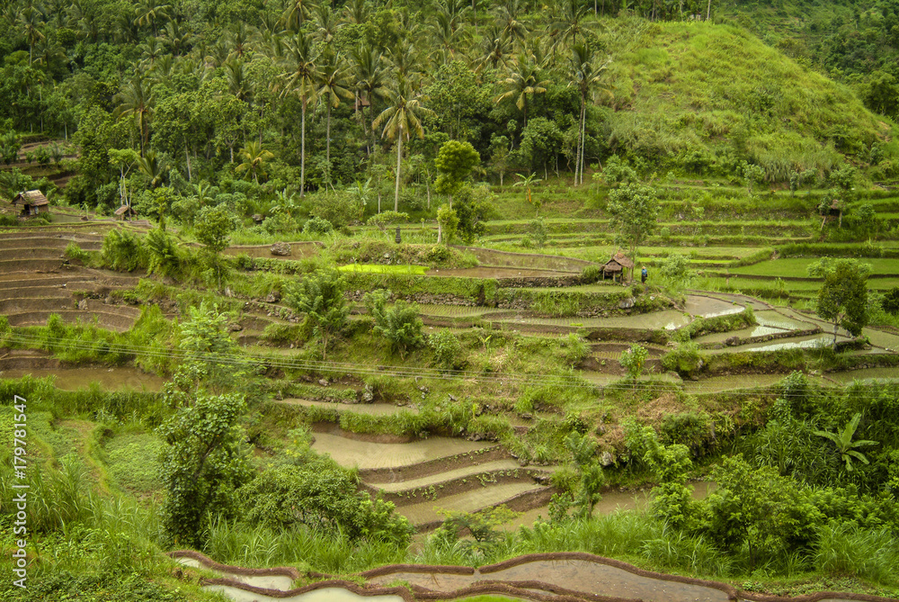 Bali Rice Terraces. In Bali rice fields can be found almost everywhere ...