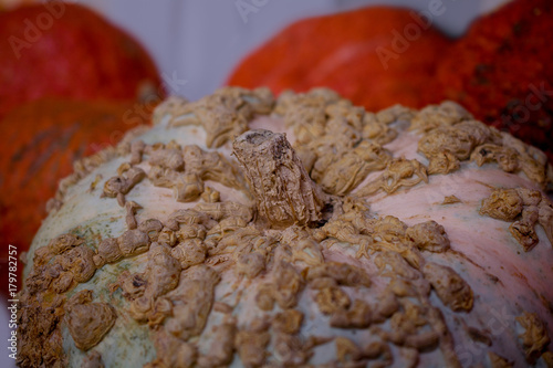 Closeup on white Galeux D'Eysines squash with peannut warts photo