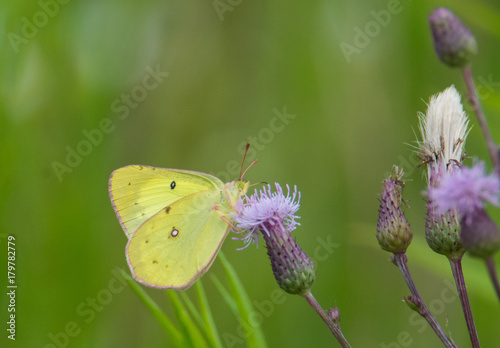 Butterfly on Flowers © John