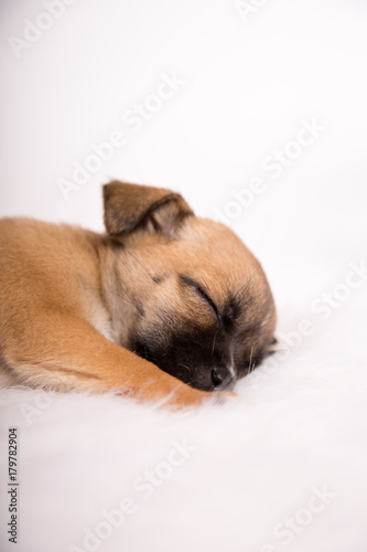 Sleeping puppy