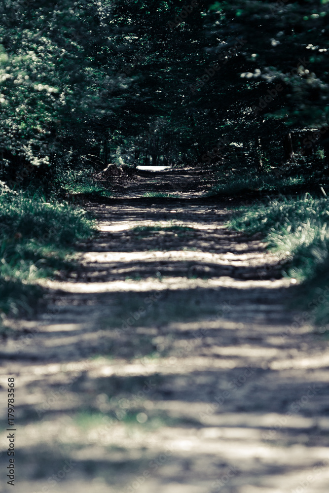 Naklejka premium Chemin de forêt