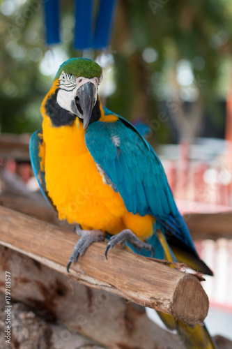 macaw bird at zoo