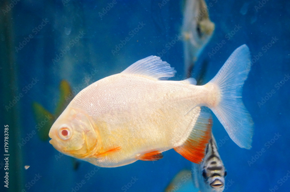 Naklejka premium Aquarium swimming in the pool, Pomfret, pretty interesting