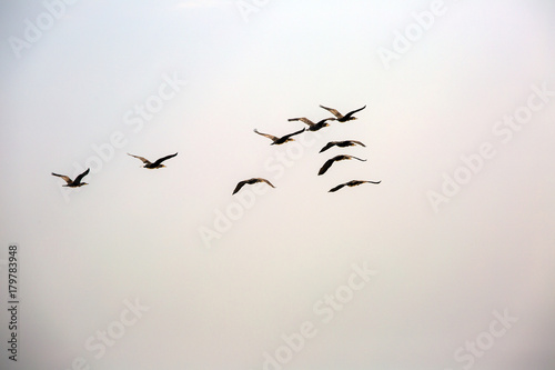 a flock of ducks in the sky