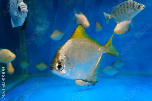 Aquarium swimming in the pool, Pomfret, pretty interesting