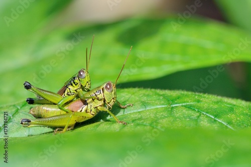 Grasshopper on grass close up