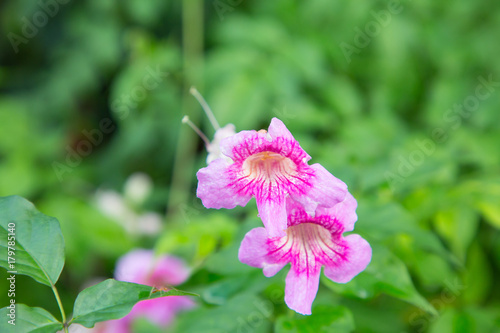 Obraz na płótnie Pink trumpet vine with drop water after the rain,Nature Background.
w salonie