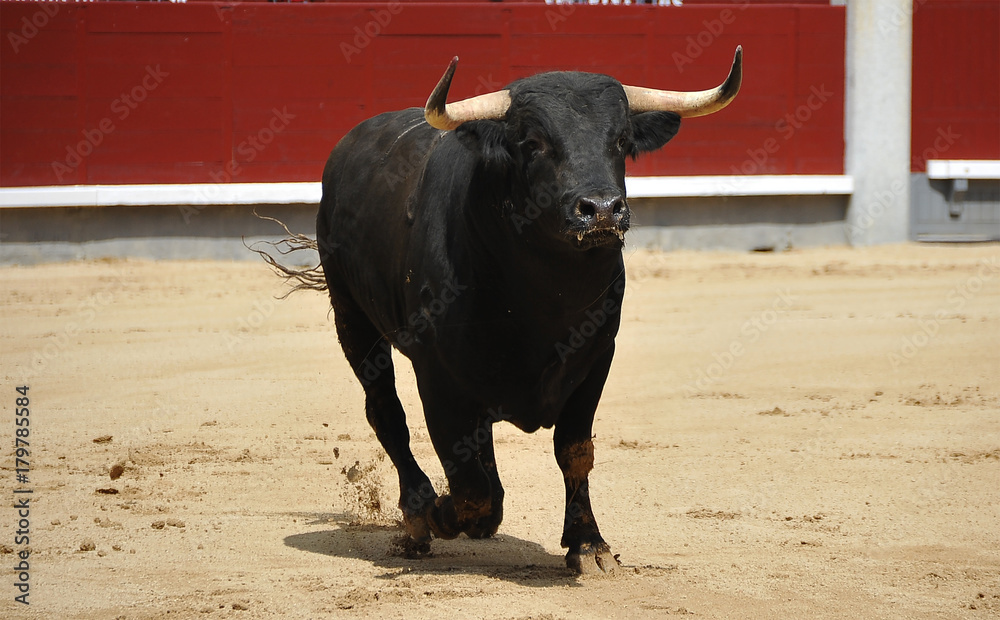 bull bull