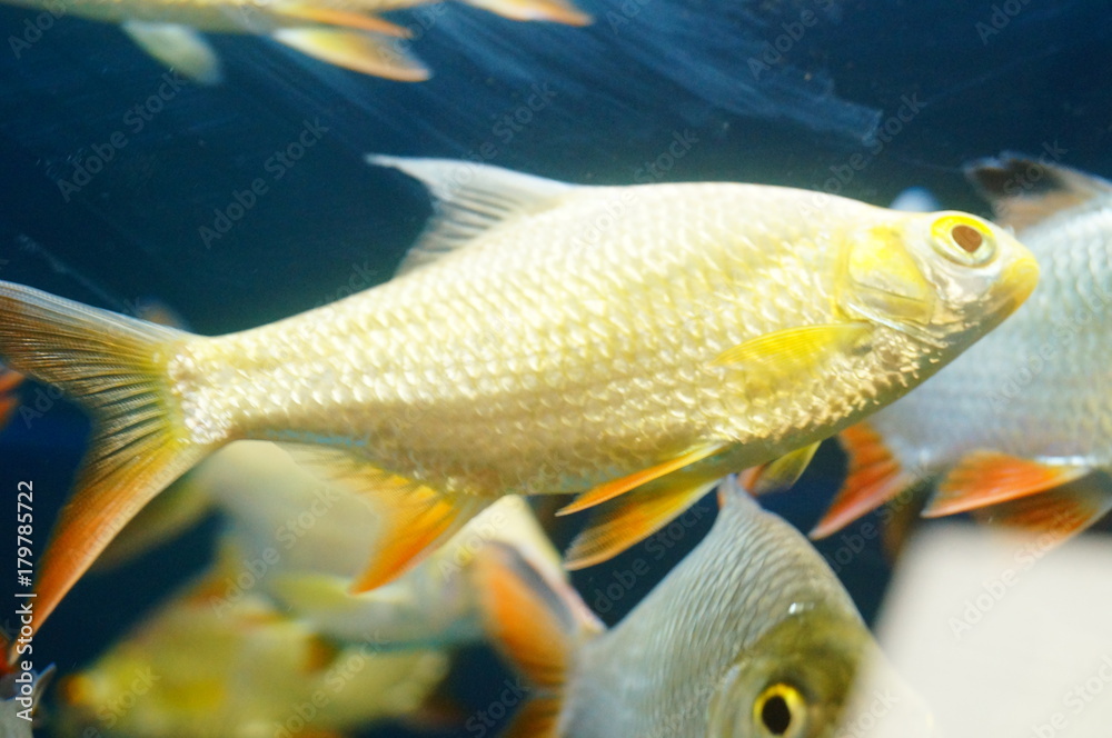 Double line crucian carp swimming in the aquarium pool, interesting and beautiful Double line crucian carp swimming in the aquarium pool, interesting and beautiful