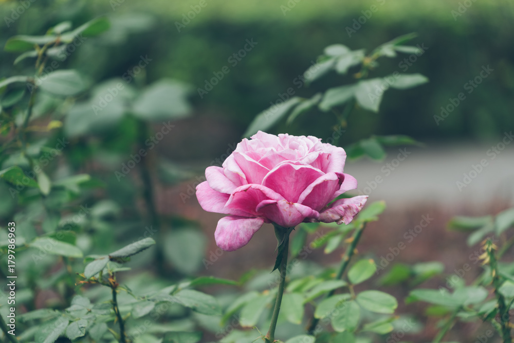 Pink rose on branch in garden, closeup